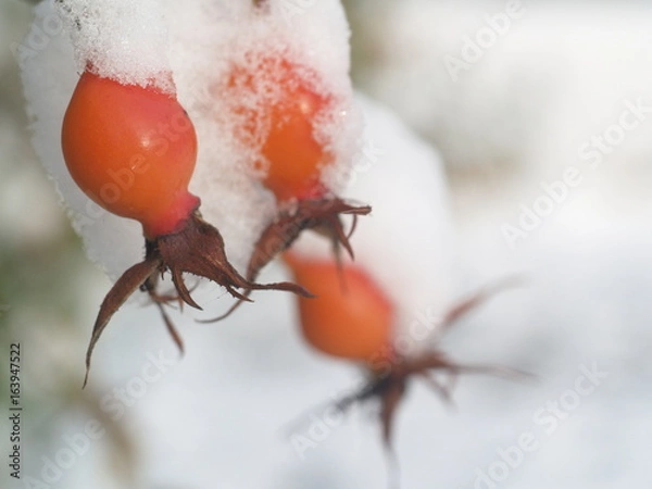Fototapeta Ice crystal leaf fruit frost winter plant