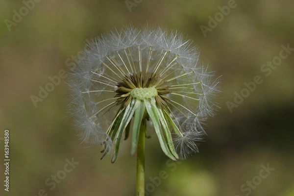 Obraz Diente de león - 37