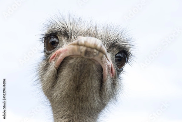 Obraz Das Gesicht eines Vogel Strauß