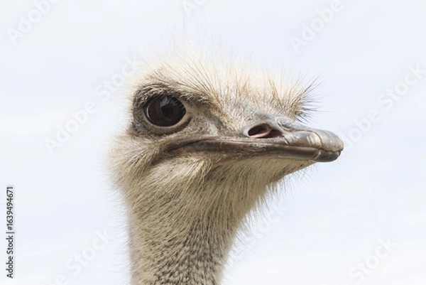 Obraz Ein Kopf eines Vogel Strauß