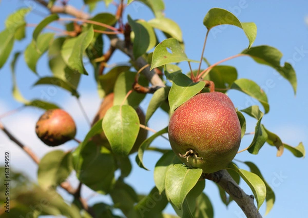 Fototapeta Red pears on branch in  garden.