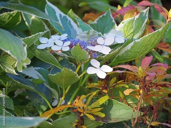 Fototapeta Hydrangea macrophylla ‘Maculata’ – mophead hydrangea with striking pink and purple blooms, variegated foliage and decorative summer flowers, ideal ornamental shrub for gardens and borders