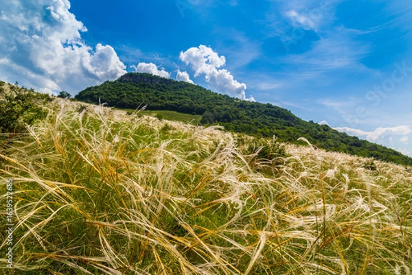 Fototapeta Wavy wild grass fields in summer, in a remote area in Europe