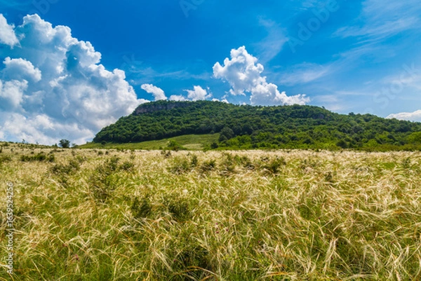 Fototapeta Wavy wild grass fields in summer, in a remote area in Europe