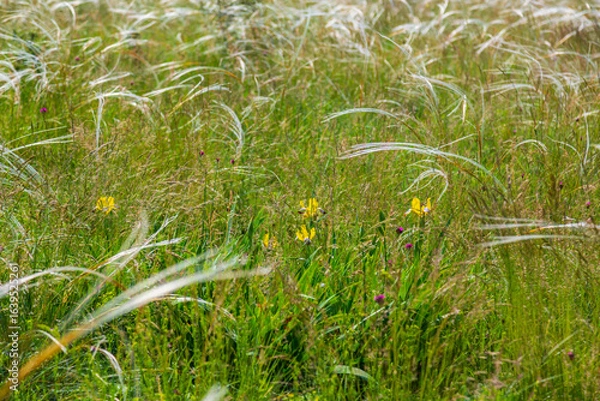 Fototapeta Wavy wild grass fields in summer, in a remote area in Europe