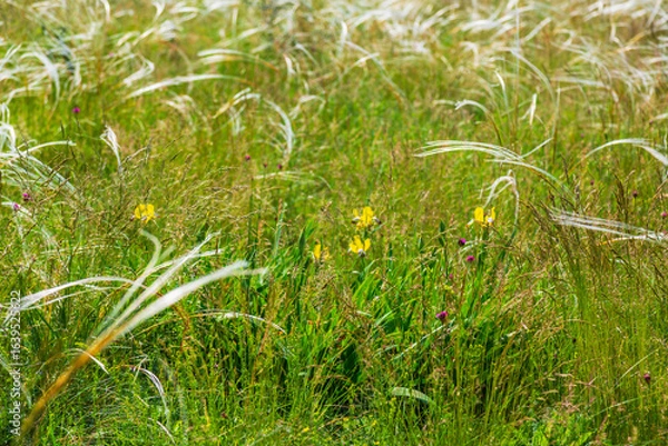 Fototapeta Wavy wild grass fields in summer, in a remote area in Europe