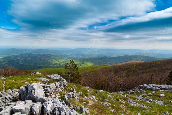 Fototapeta Dramatic scenery with clouds and lush green flora in the Carpathians Mountains in spring