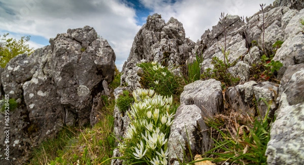 Fototapeta Dramatic scenery with clouds and lush green flora in the Carpathians Mountains in spring