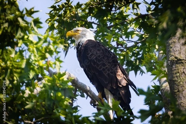 Fototapeta Bald Eagle in tree