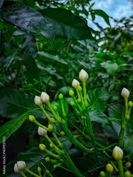 Obraz "Pure white amidst the green of nature."