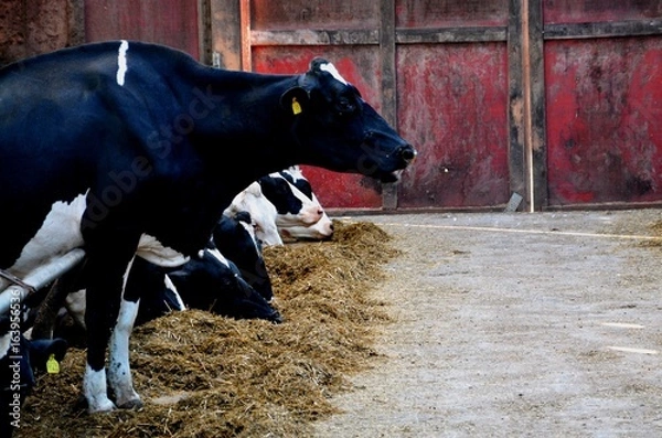 Obraz A cow wanting to stand alone
