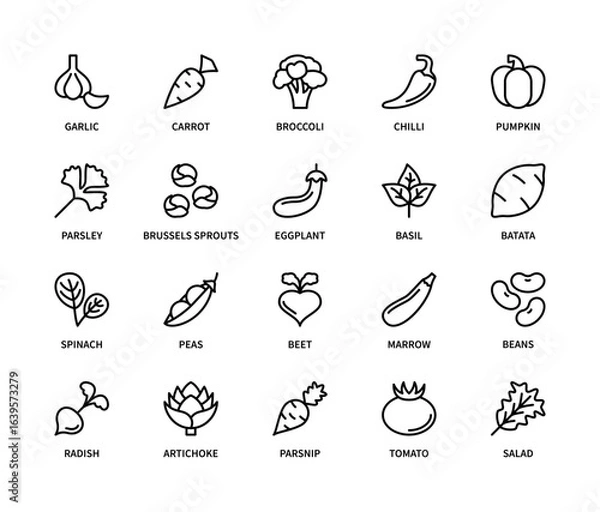 Obraz Vegetables and their names related vector linear icons set. Contains such icons as garlic, carrot, broccoli, chilli, pumpkin, parsley, basil, batata, spinach, peas, beet, marrow, beans and more.