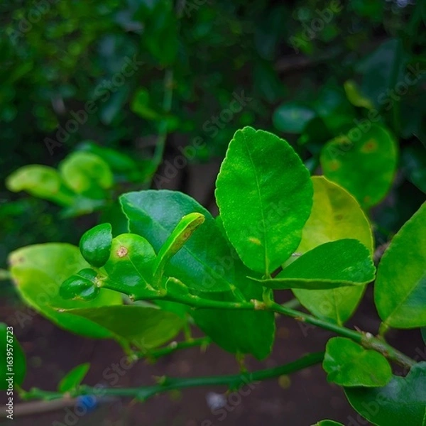 Obraz "A close-up of fresh green lime leaves and young fruit reveals a simple yet charming natural detail."