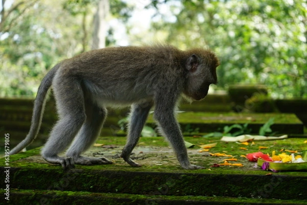Obraz macaque