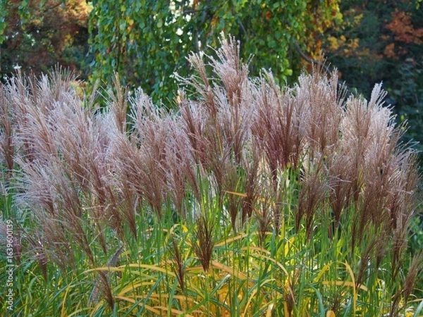 Fototapeta Miscanthus sinensis 'Malepartus' ornamental grass in autumn, with tall feathery plumes and golden foliage, swaying gracefully in warm October sunlight