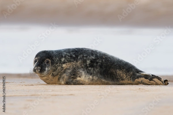Fototapeta Atlantic Grey Seal (Halichoerus grypus)/Atlantic Grey Seal Pup on sandy beach