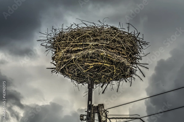 Obraz Storks nest Poland