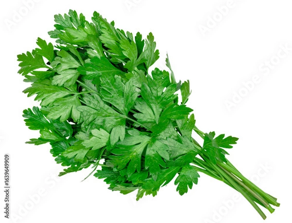 Fototapeta A bunch of fresh parsley isolated on a white background, contour