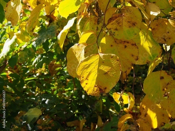 Fototapeta Styrax obassia – fragrant snowbell tree with large leaves in summer garden, ornamental flowering tree with white bell-shaped blossoms, landscape plant for parks and decorative gardens