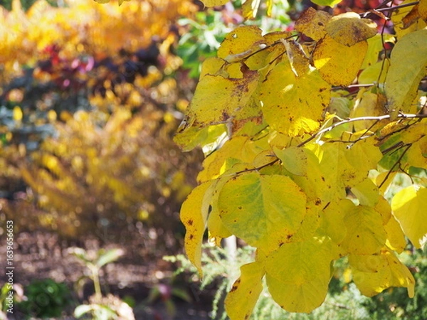 Fototapeta Styrax obassia – fragrant snowbell tree with large leaves in summer garden, ornamental flowering tree with white bell-shaped blossoms, landscape plant for parks and decorative gardens