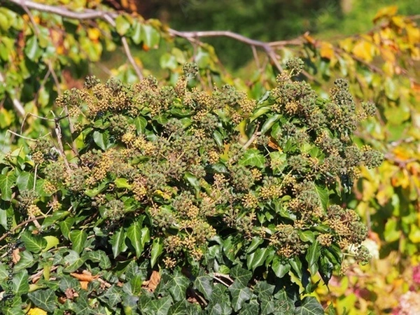 Fototapeta Hedera helix – common ivy in autumn with unripe green berries, evergreen climbing plant with glossy leaves, ornamental vine for gardens and wildlife habitats