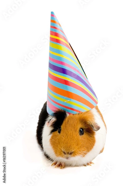 Fototapeta guinea pig wearing party hat