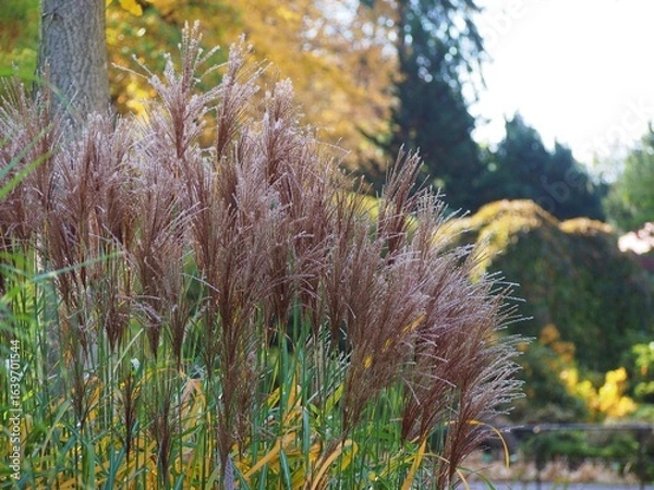 Fototapeta Miscanthus sinensis 'Malepartus' ornamental grass in autumn, with tall feathery plumes and golden foliage, swaying gracefully in warm October sunlight