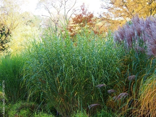Fototapeta Miscanthus sinensis ‘Zebrinus’ ornamental grass with distinctive horizontal yellow banding on green leaves, striking variegated foliage in natural sunlight in a summer garden
