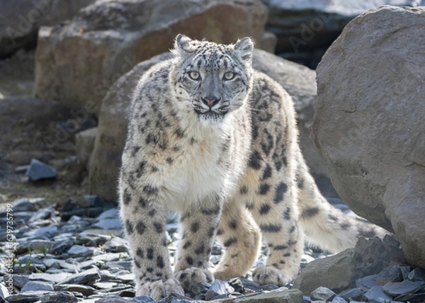 Obraz snow leopard portrait