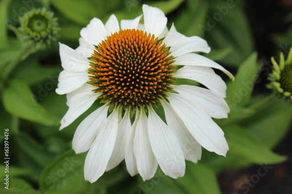 Fototapeta große Blume IGA