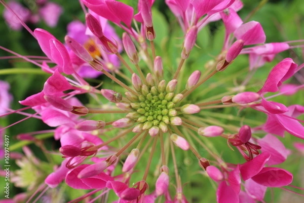 Fototapeta Blume nah