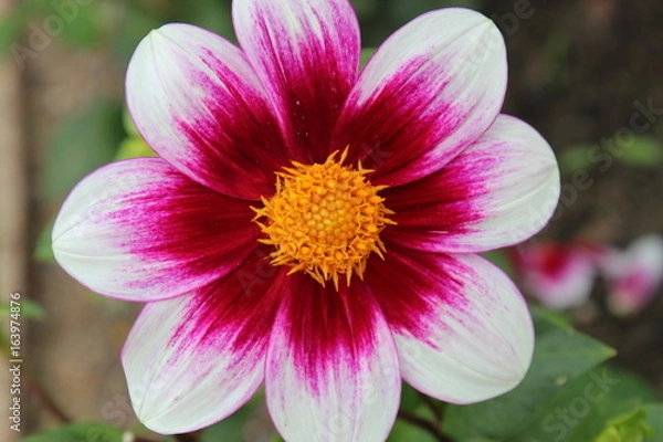 Fototapeta Blume pink