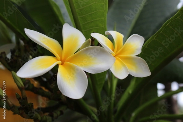 Fototapeta Frangipani