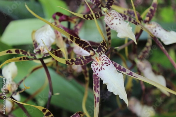 Fototapeta Orchideen