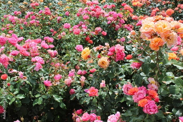 Fototapeta Rosenmeer