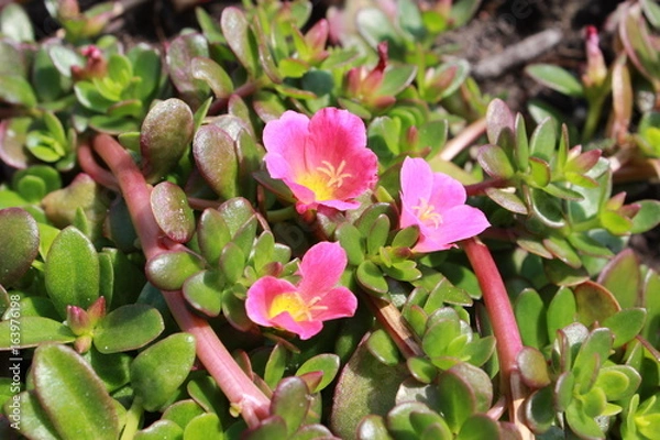 Obraz blühende Steinpflanze