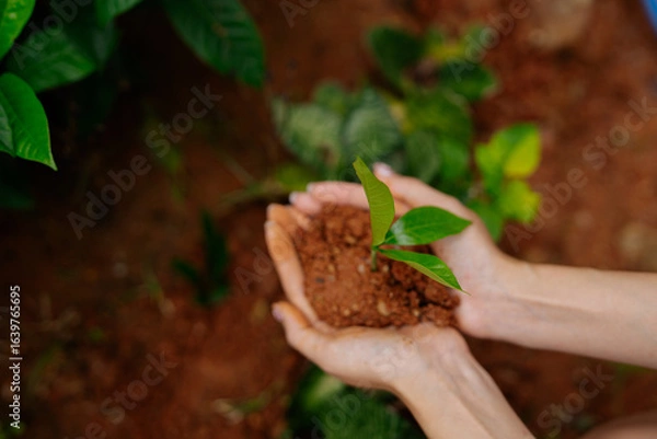 Obraz  Farmer's hands planting seedlings in natural soil