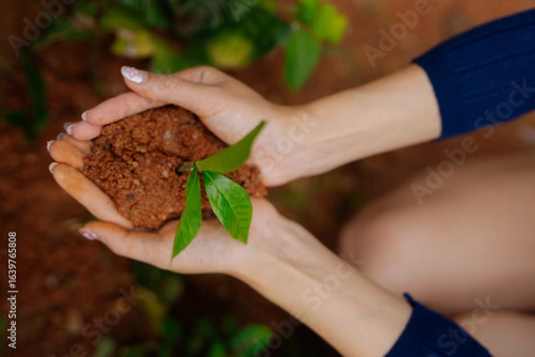 Obraz  Farmer's hands planting seedlings in natural soil