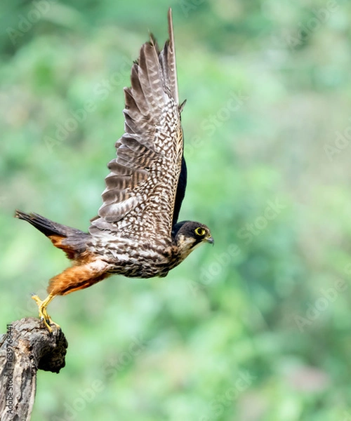 Fototapeta red tailed hawk