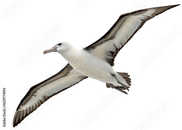 Obraz Albatross Bird Soaring in Flight on Transparent Background