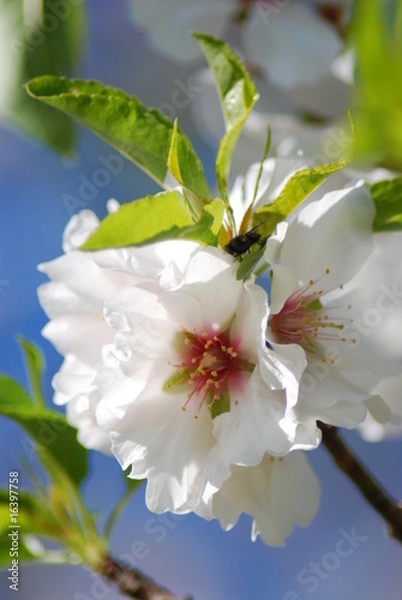 Fototapeta Almendro