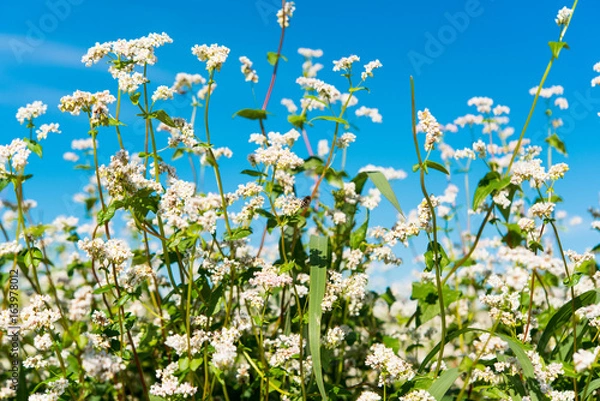 Obraz Buckwheat growing on the field
