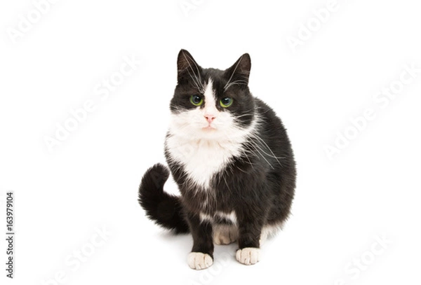 Fototapeta Black & white cat