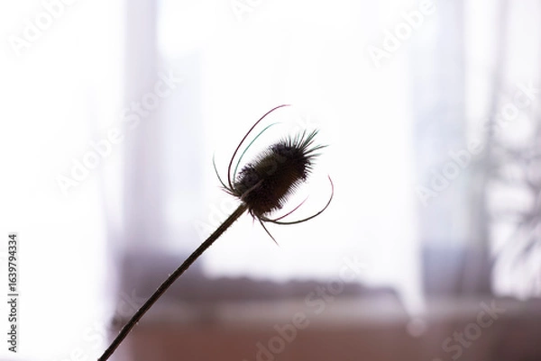 Fototapeta Intricate silhouette of a unique plant with fine textures against soft sunlight in a tranquil indoor setting