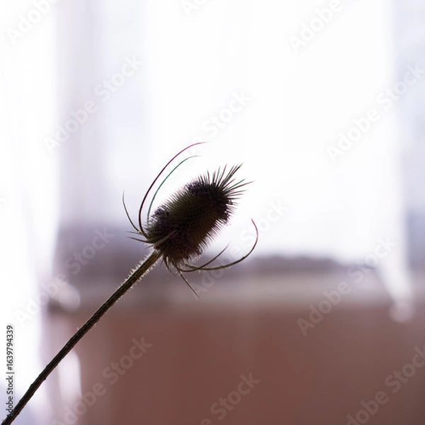 Fototapeta An interesting silhouette plant Dried Wild Teasel (Dipsacus fullonum), captured in the soft morning light filtering through a window