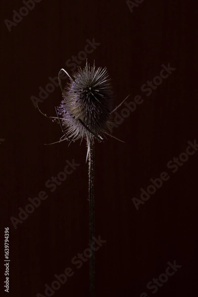 Fototapeta Dried Wild Teasel (Dipsacus fullonum) Close-Up on Dark Background – Minimalist Botanical Photography