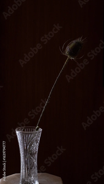Fototapeta The delicate beauty captured as a solitary flower of Dried Wild Teasel (Dipsacus fullonum) stands gracefully in a crystal vase against a dark background, showcasing the elegance of nature.