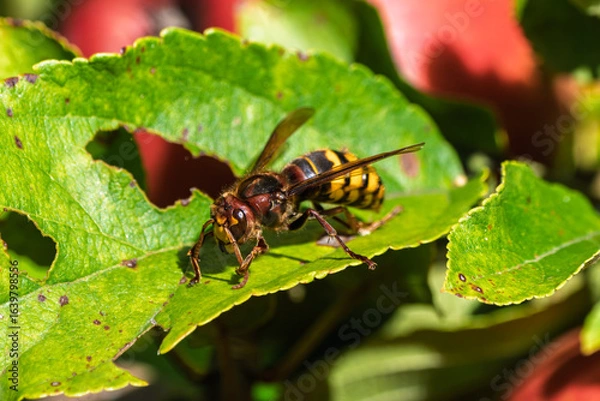 Fototapeta Close-up of European hornet (Vespa crabro) resting on green leaf