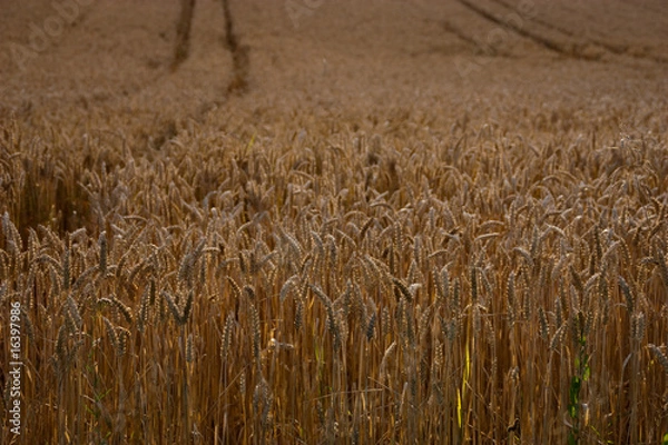 Fototapeta Weizenfeld