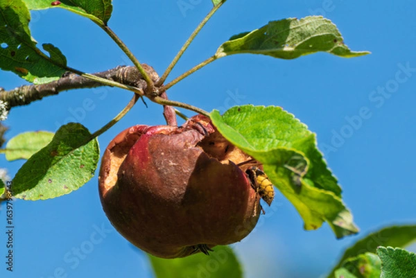 Fototapeta European hornet (Vespa crabro) feeding on rotting apple in summer orchard